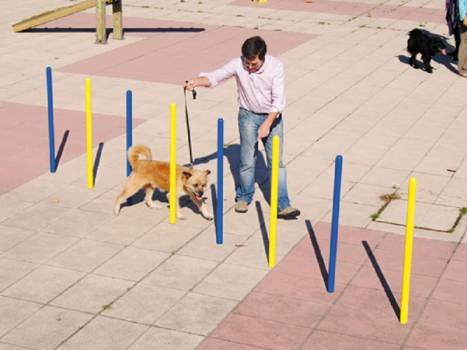 ATELIER Éduc' Canin "slalom"